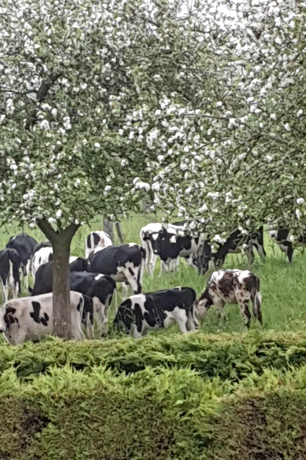 Mairie de Bricqueville_champs